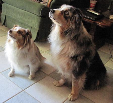 difference between mini and standard australian shepherds