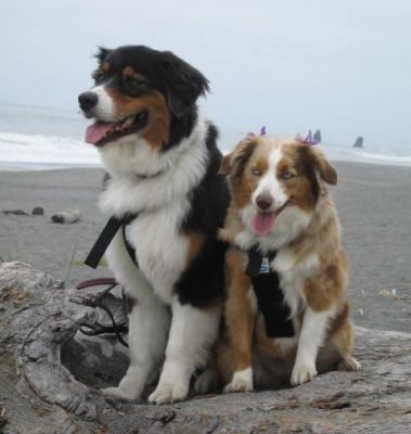 difference between mini and standard australian shepherds