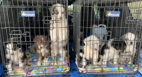 Puppies on a road trip