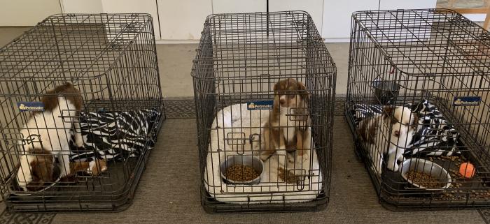 Puppies practicing being crated