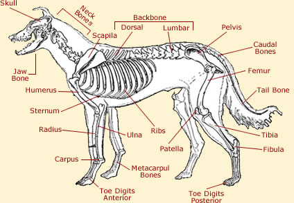 Dog anatomy diagram