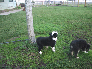 The front yard...
