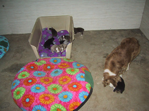 The puppy bed & pillow...